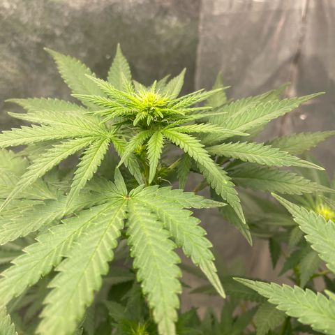 AK-47 growlog timeline photo