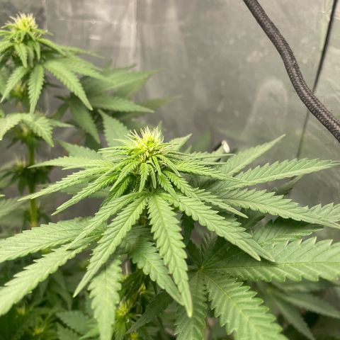 AK-47 growlog timeline photo