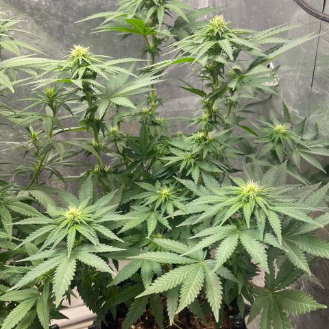 AK-47 growlog timeline photo