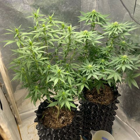 Genética desconocida growlog timeline photo