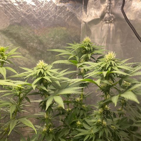 AK-47 growlog timeline photo