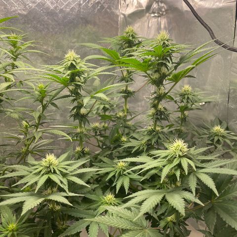 AK-47 growlog timeline photo