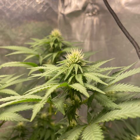 AK-47 growlog timeline photo