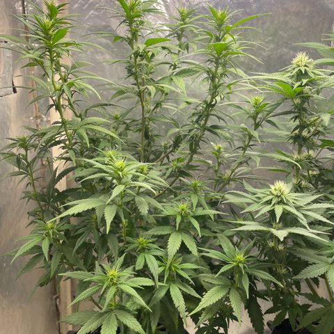 Genética desconocida growlog timeline photo
