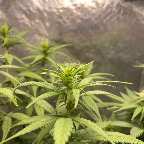 Genética desconocida growlog timeline photo