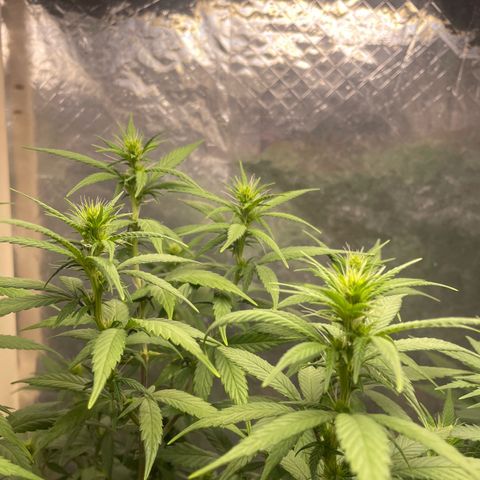 Genética desconocida growlog timeline photo