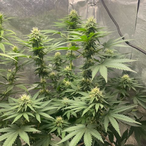 AK-47 growlog timeline photo