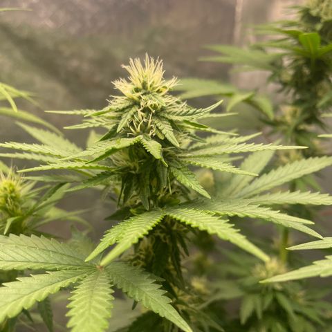 AK-47 growlog timeline photo