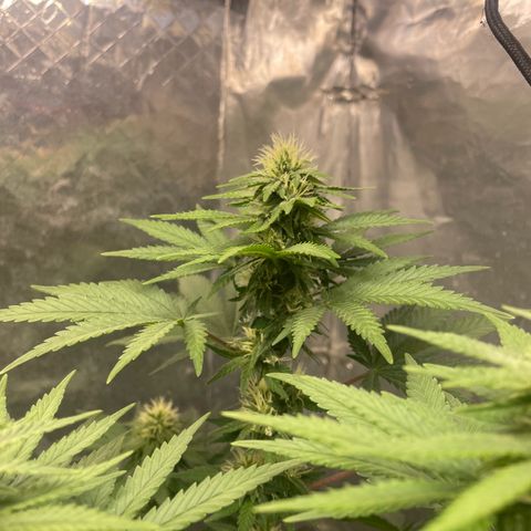 AK-47 growlog timeline photo