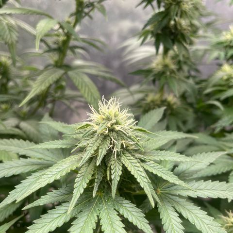 AK-47 growlog timeline photo