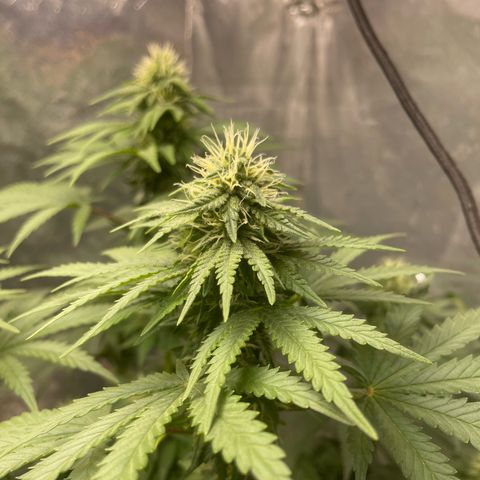 AK-47 growlog timeline photo
