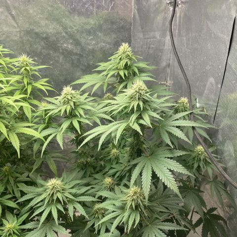 AK-47 growlog timeline photo