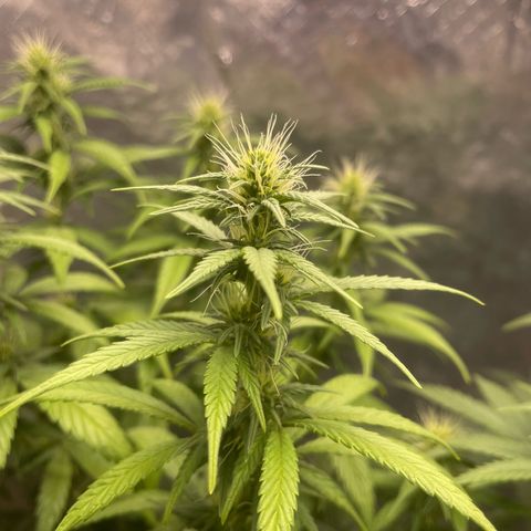 Genética desconocida growlog timeline photo
