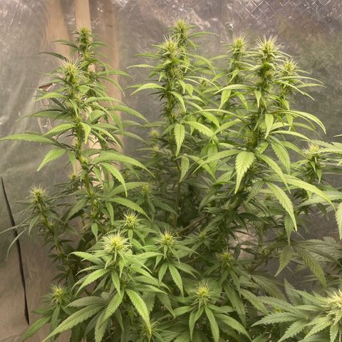 Genética desconocida growlog timeline photo