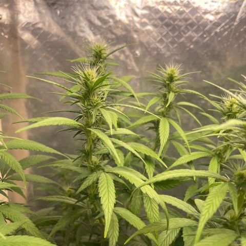 Genética desconocida growlog timeline photo