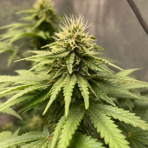AK-47 growlog timeline photo