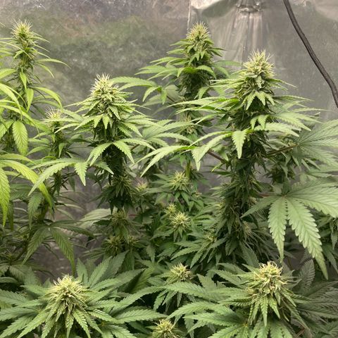 AK-47 growlog timeline photo