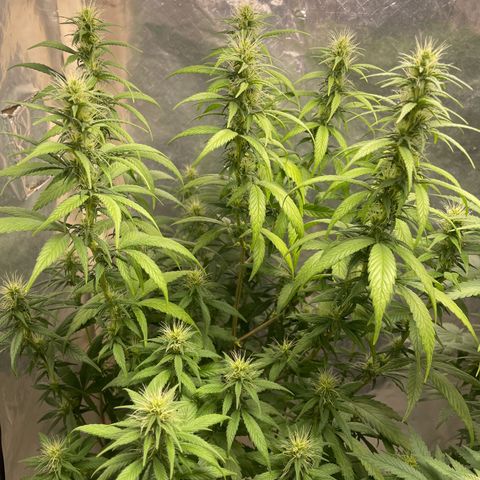 Genética desconocida growlog timeline photo
