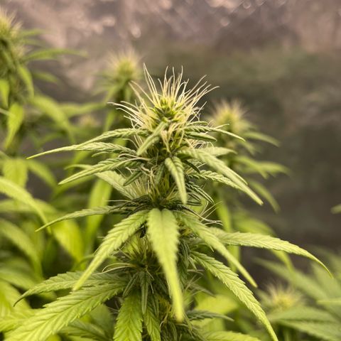 Genética desconocida growlog timeline photo