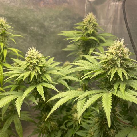 AK-47 growlog timeline photo