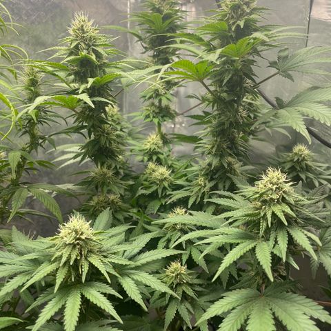 AK-47 growlog timeline photo
