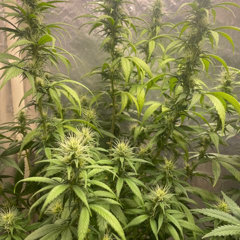 Genética desconocida growlog timeline photo