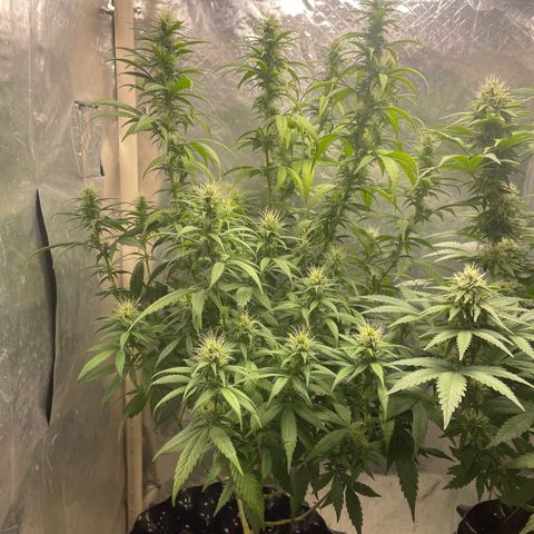 Genética desconocida growlog timeline photo
