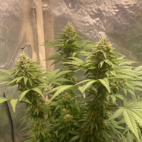 AK-47 growlog timeline photo