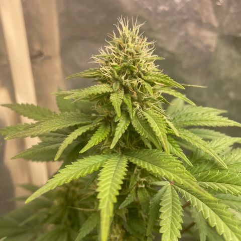 AK-47 growlog timeline photo