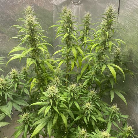 Genética desconocida growlog timeline photo
