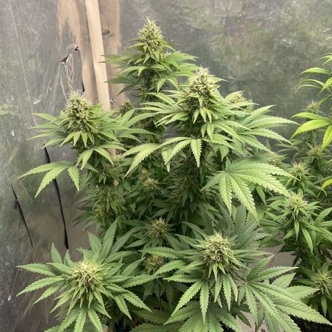 AK-47 growlog timeline photo