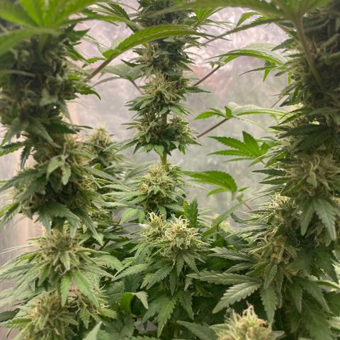 AK-47 growlog timeline photo