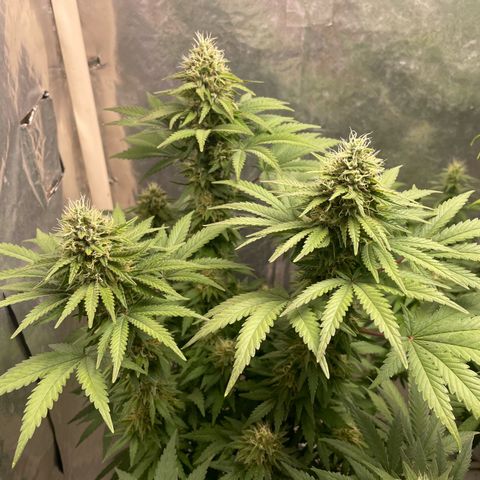 AK-47 growlog timeline photo