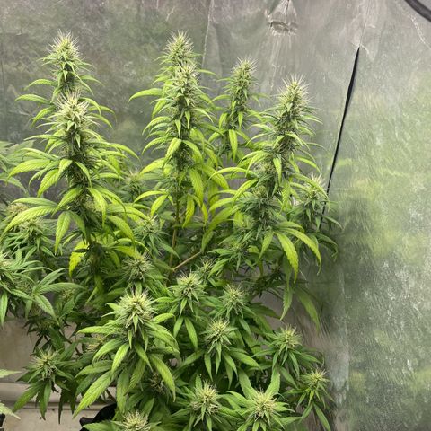Genética desconocida growlog timeline photo