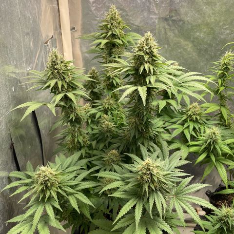 AK-47 growlog timeline photo