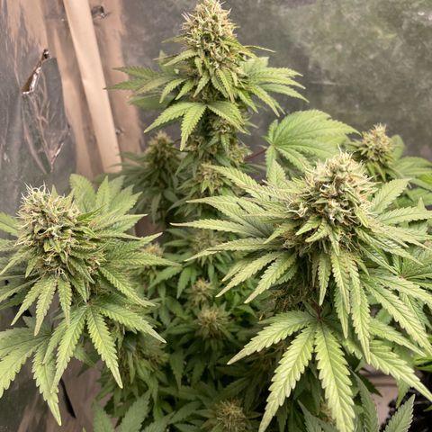 AK-47 growlog timeline photo