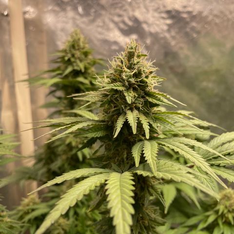 AK-47 growlog timeline photo