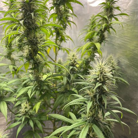 Genética desconocida growlog timeline photo