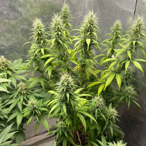 Genética desconocida growlog timeline photo