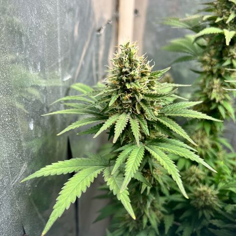 AK-47 growlog timeline photo