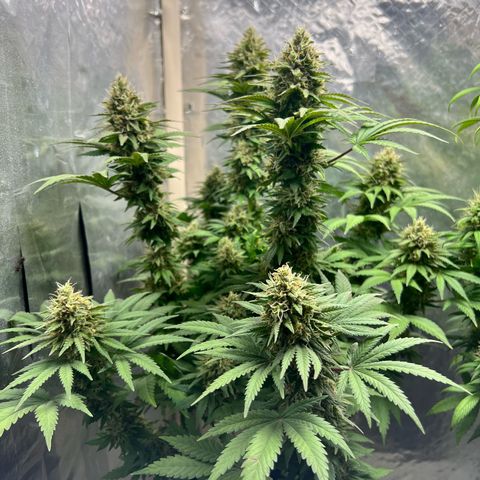 AK-47 growlog timeline photo