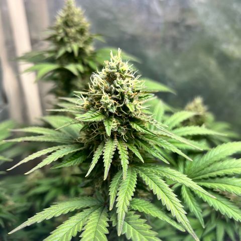 AK-47 growlog timeline photo