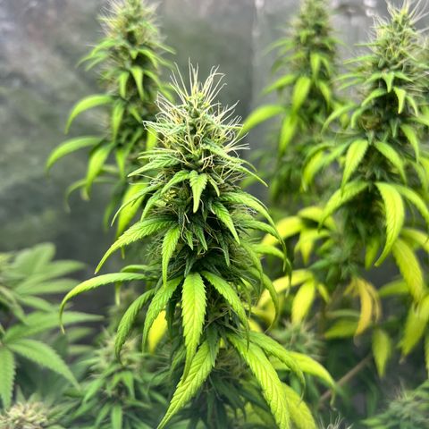 Genética desconocida growlog timeline photo