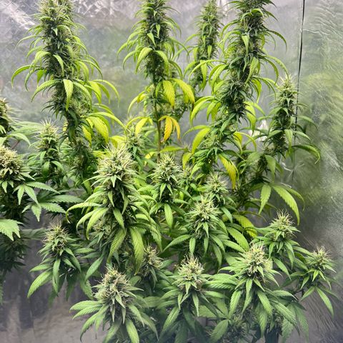 Genética desconocida growlog timeline photo