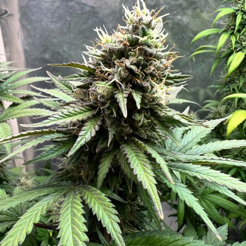 AK-47 growlog timeline photo