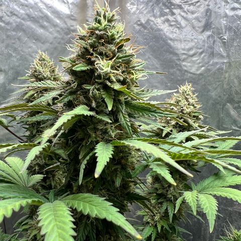 AK-47 growlog timeline photo