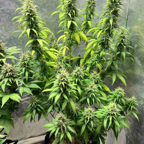 Genética desconocida growlog timeline photo