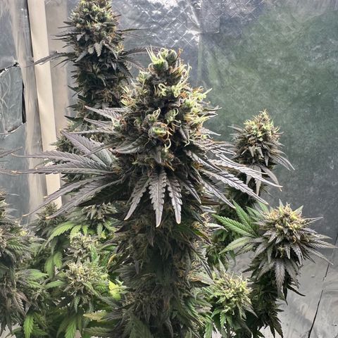 AK-47 growlog timeline photo