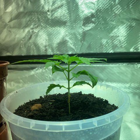 Lemon haze growlog timeline photo