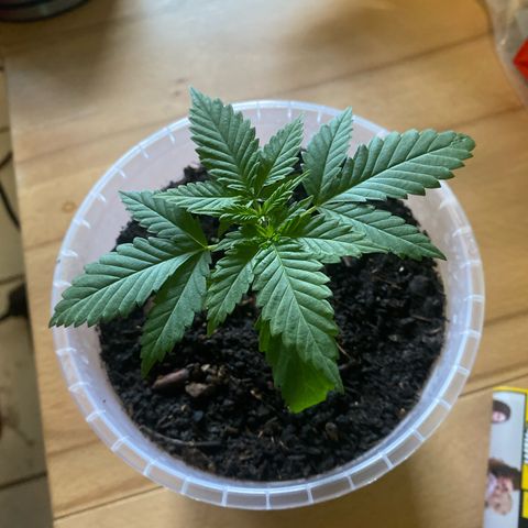 Lemon haze growlog timeline photo